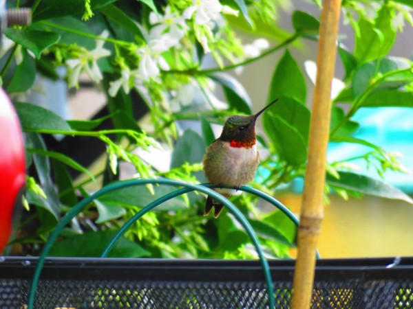 Male Ruby-throated Hummingbird.