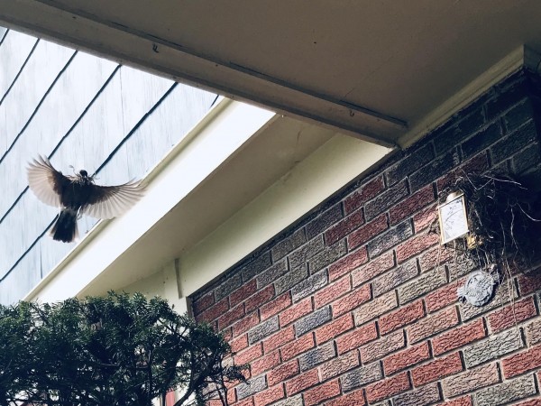 American Robin with nesting materials