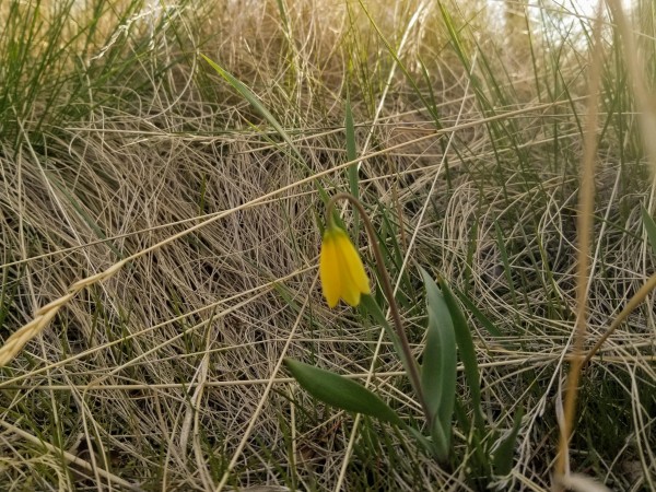 Yellow fritillary.