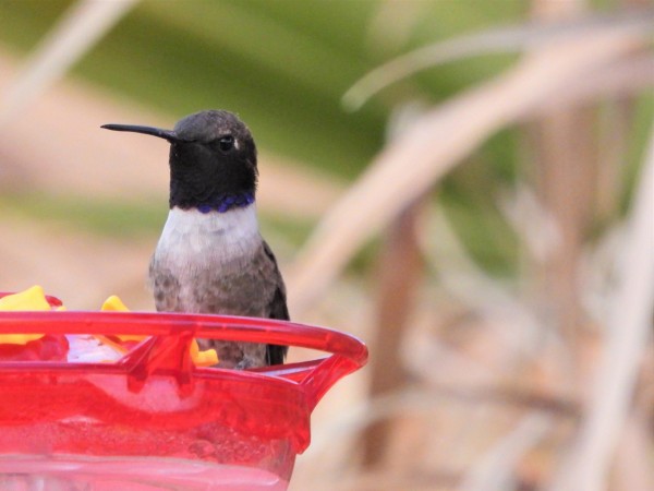 Black-chinned Hummingbird