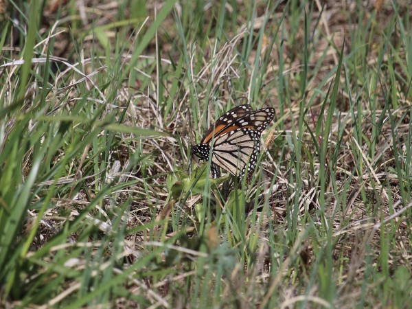 Monarch looking for milkweed