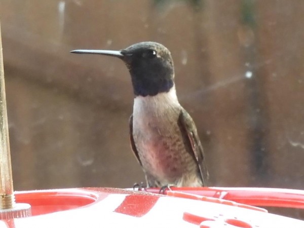 Black-chinned Hummingbird.