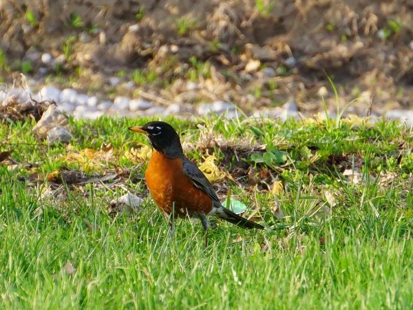 American Robin 