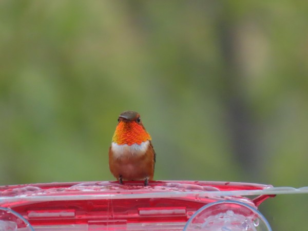 Rufous Hummingbird 