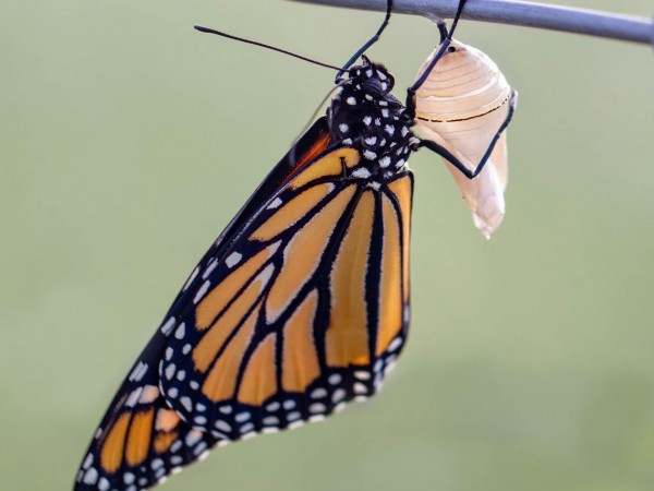 Monarch Butterfly 