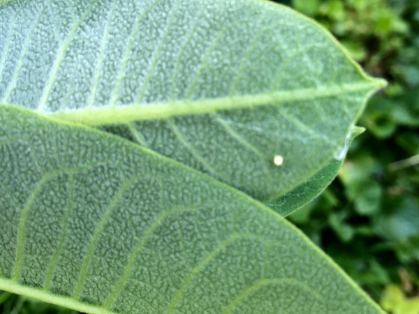 Monarch eggs on milkweed