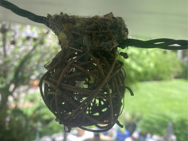 Broad-tailed Hummingbird nest