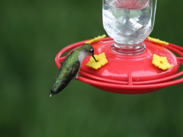 Ruby-throated Hummingbird