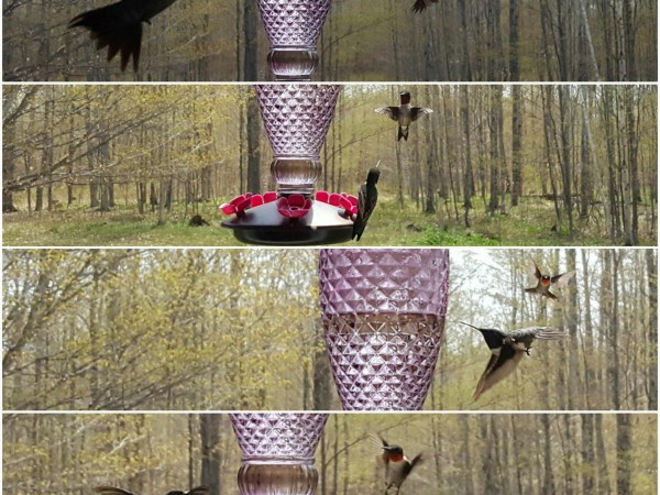 Dueling Ruby-throated Hummingbirds
