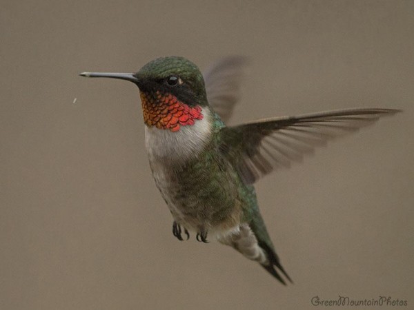 Ruby-throated Hummingbird.