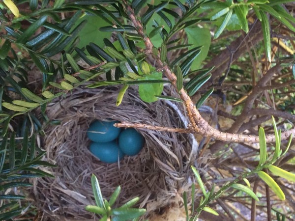 three robin eggs
