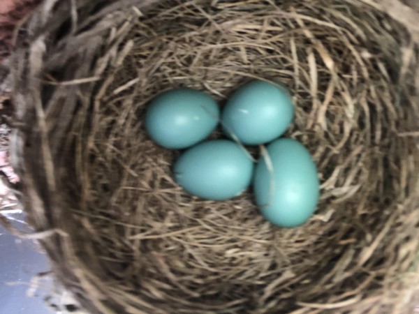 Four American Robin eggs