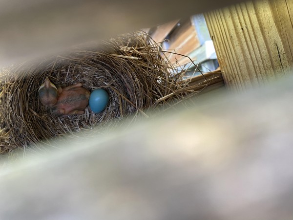 American Robin nest