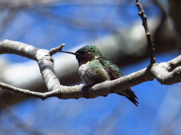 Ruby-throated Hummingbird