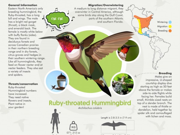 Ruby-throated Hummingbird infographic