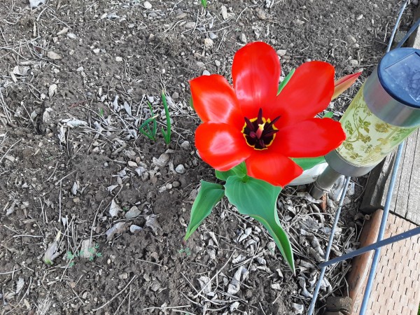 Tulip blooming 