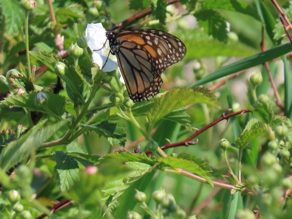 Monarch butterfly