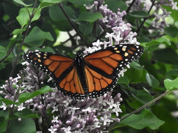 Monarch Butterfly