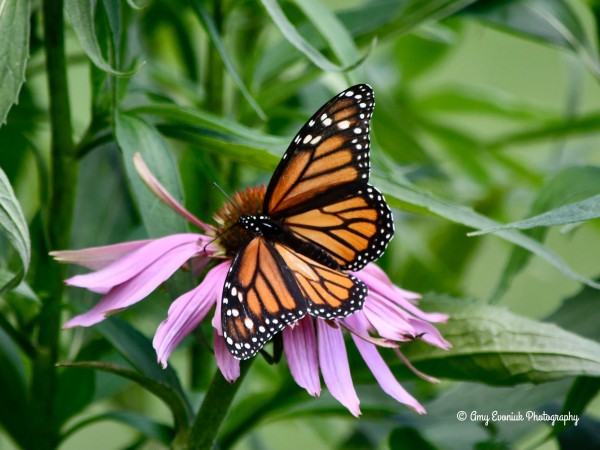 Monarch Butterfly 