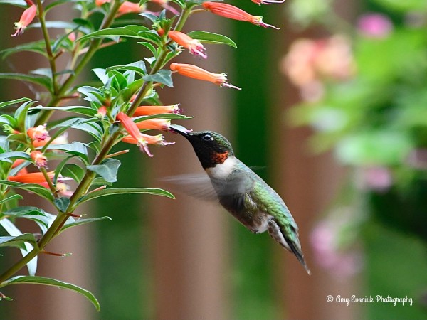 Ruby-throated Hummingbird