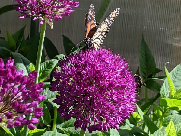 Monarch Butterfly 