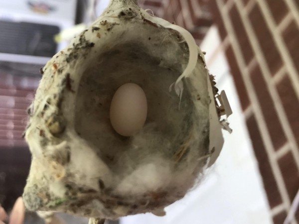 Hummingbird nest and egg