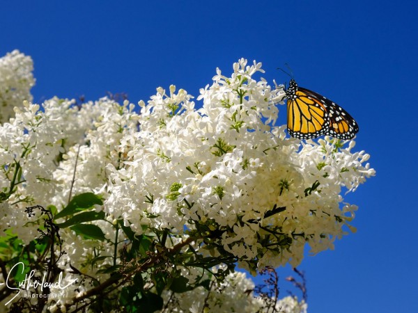 Monarch Butterfly 