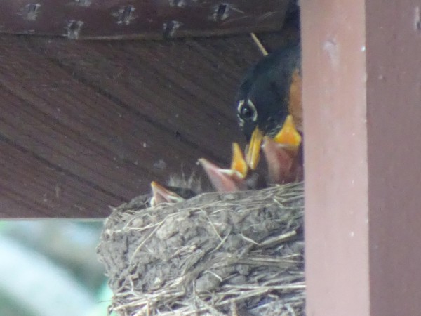 American Robins 