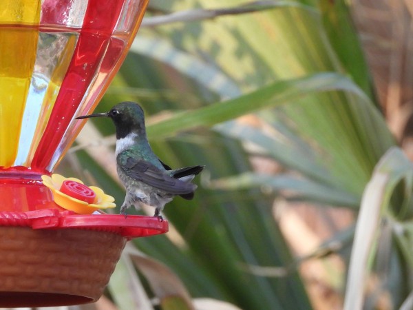 Black-chinned Hummingbird