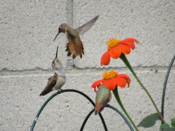 Allen's Hummingbirds