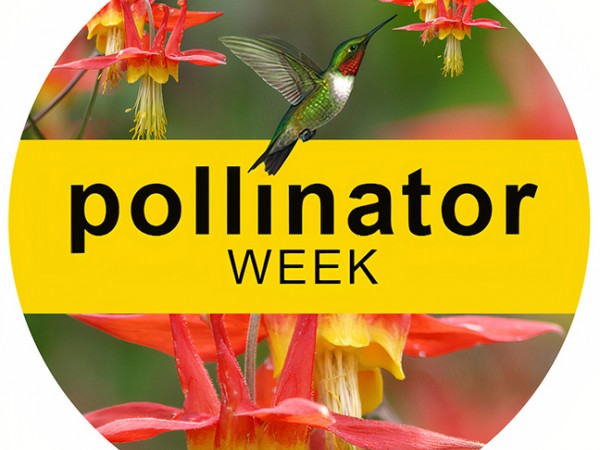 Pollinator Week Logo