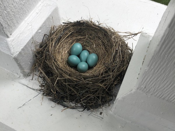 American Robin nest and eggs