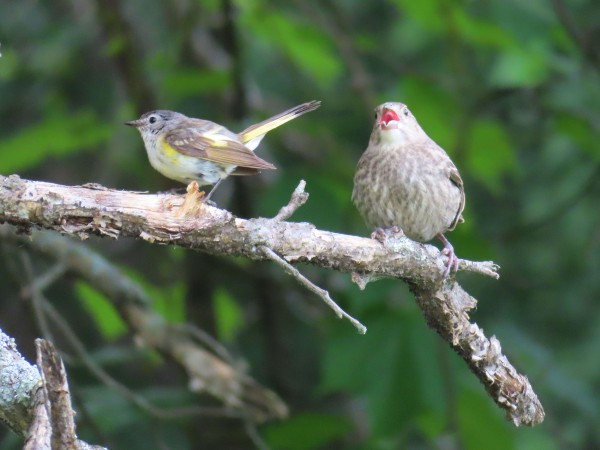 American Redstart and Brown-headed Cowbird