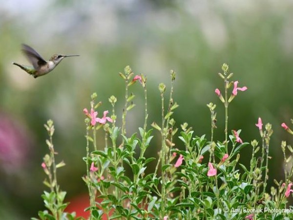 Ruby throated hummingbird