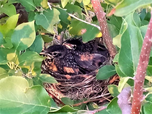 American Robin