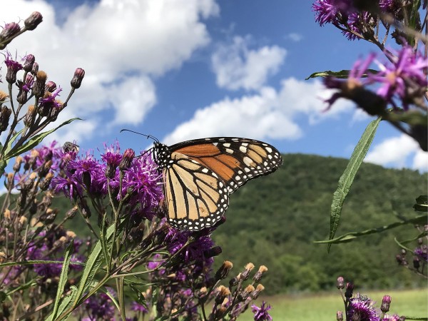 Monarch Butterfly 