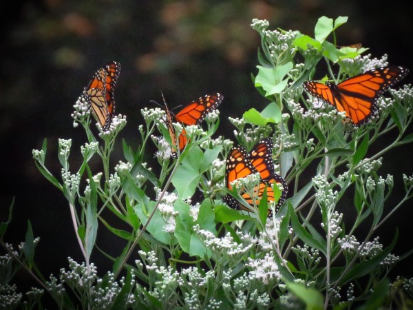 Monarch Butterflies