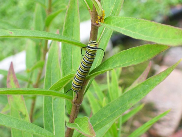 monarch larva