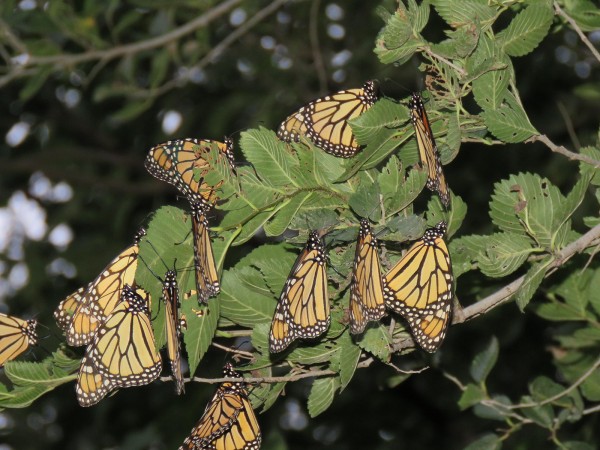 Monarch Roost