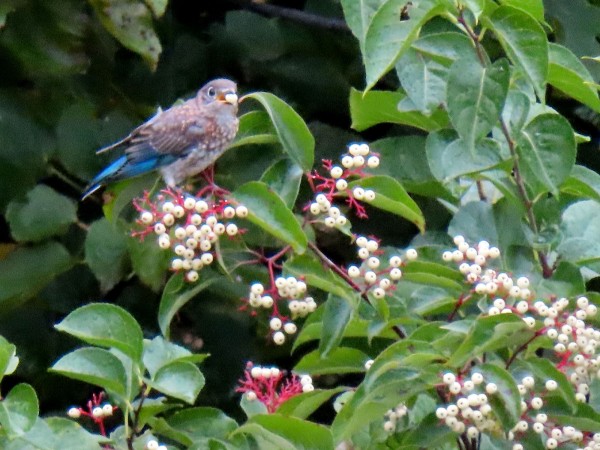 Juvenile Eastern Bluebird 