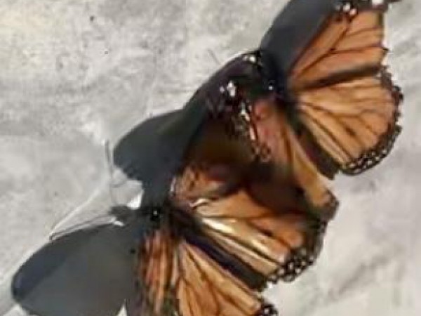 Mating monarchs