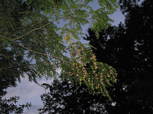 Monarch roost