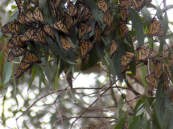 Roosting monarchs 