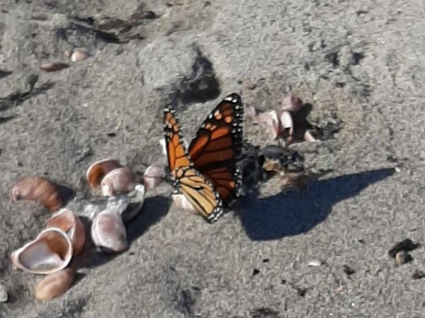Monarch on beach