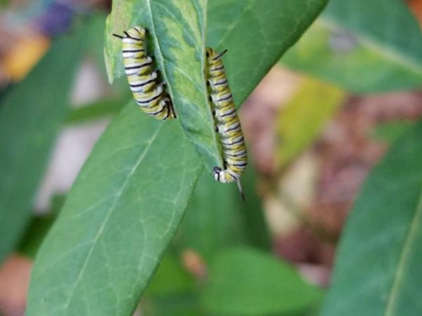 monarch larvae 