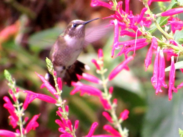 Ruby-throated Hummingbird