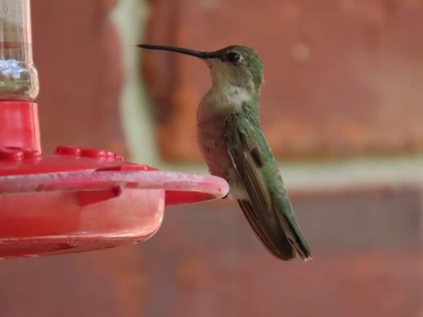 Black-chinned Hummingbird