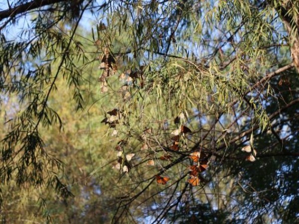 Monarch roost in Mexico