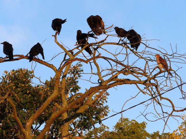 American crows and Cooper's hawk