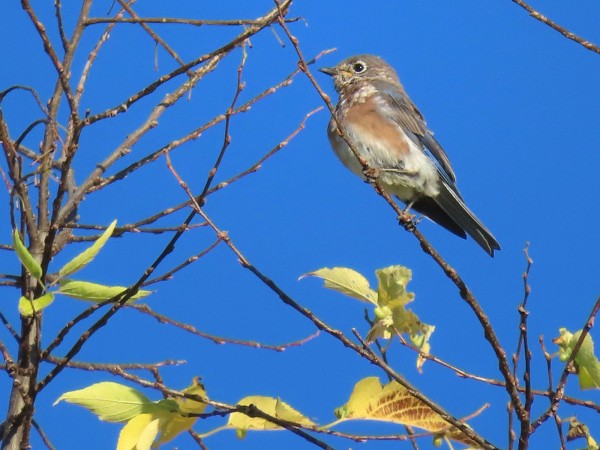 Juvenile Eastern Bluebird